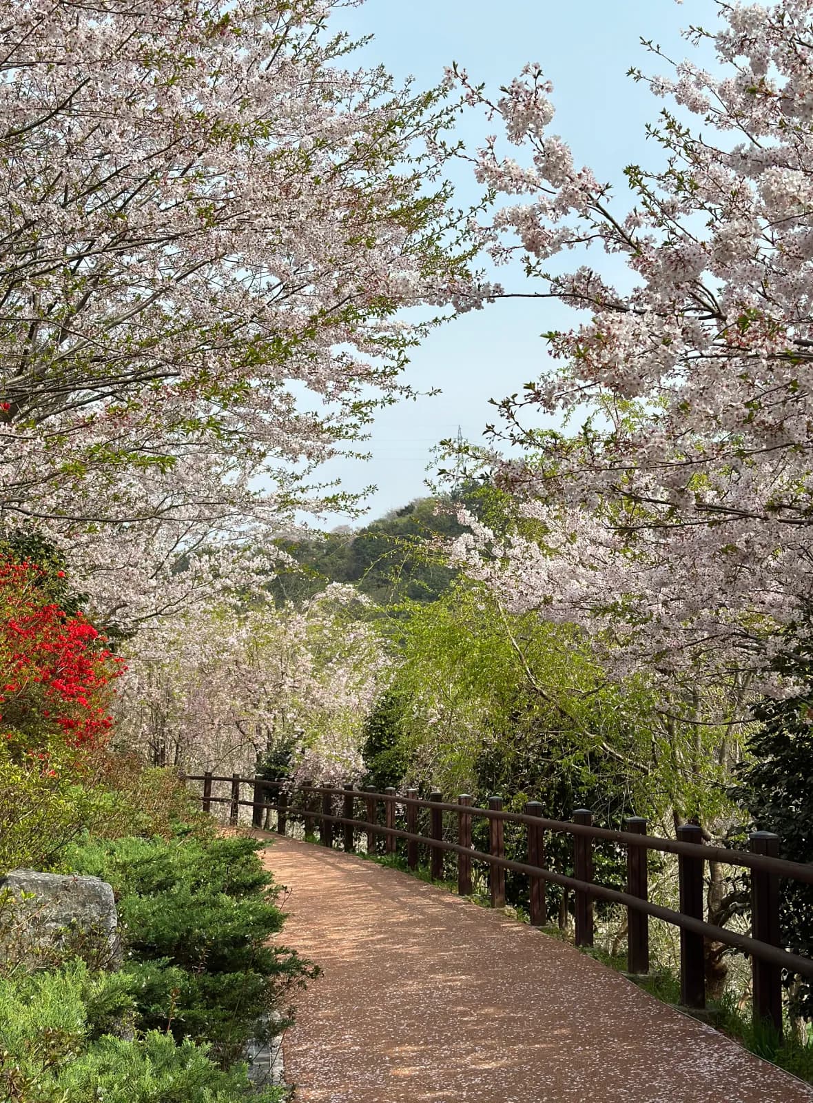 Reconnecting with nature and spirituality in Japan